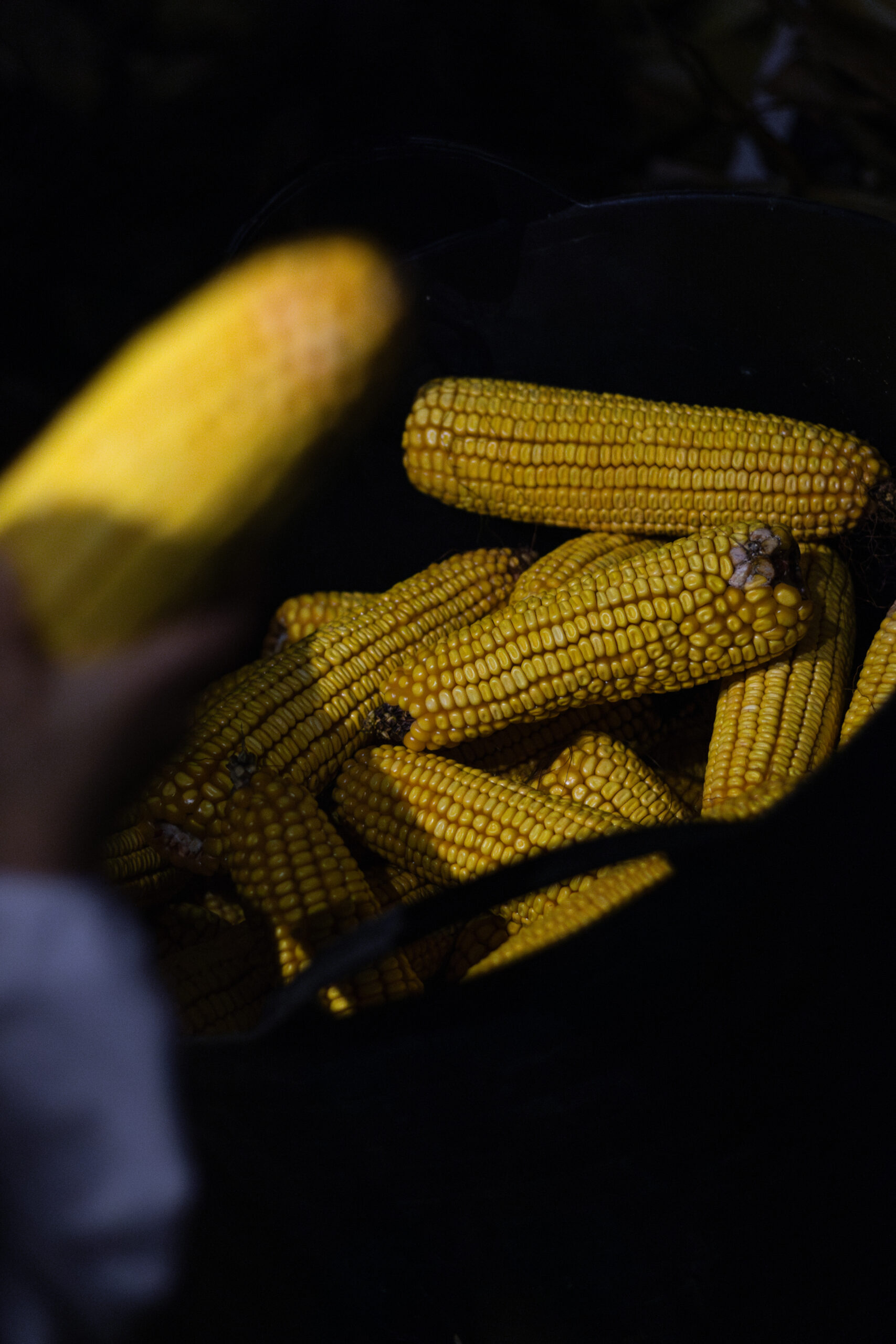 Fotografia da Galeria de 'Desfolhada Tradicional - ACS Couto de Esteves'